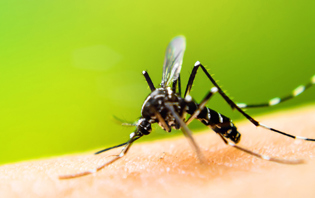 Preventing Mosquito and Tick Bites